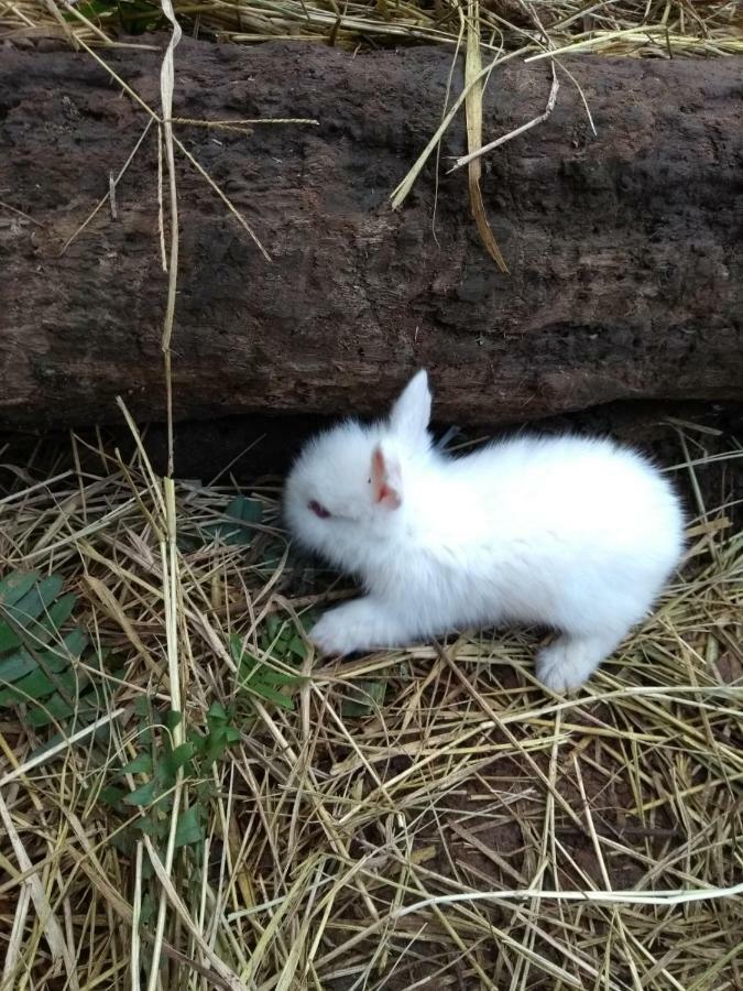 Chácara Aromas da Serra Campos do Jordão Exterior foto